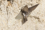 Image. Sand Martin