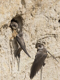 Image. Sand Martin