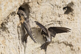 Image. Sand Martin