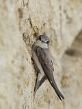 Image. Sand Martin