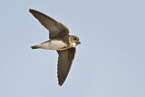 Image. Sand Martin