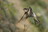 Image. Sand Martin