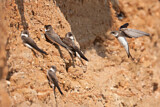 Image. Sand Martin