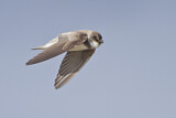 Image. Sand Martin