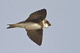Image. Sand Martin