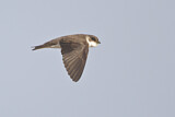 Image. Sand Martin