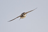 Image. Sand Martin