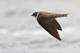 Image. Sand Martin