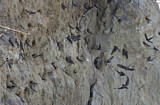 Image. Sand Martin