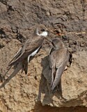 Image. Sand Martin