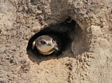 Image. Sand Martin