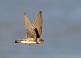 Image. Sand Martin