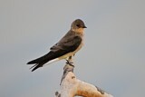 Image. Sand Martin