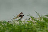 Image. Sand Martin