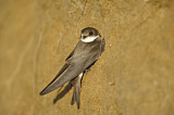 Image. Sand Martin