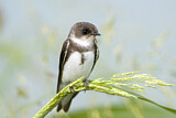 Image. Sand Martin