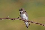 Image. Sand Martin