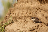 Image. Sand Martin