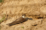 Image. Sand Martin