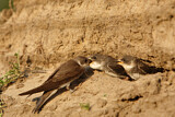 Image. Sand Martin
