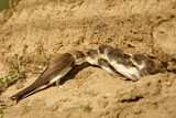 Image. Sand Martin