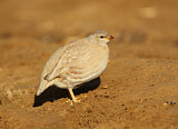 Image. Sand Partridge