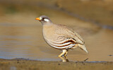 Image. Sand Partridge