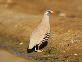Image. Sand Partridge