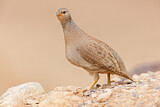 Image. Sand Partridge
