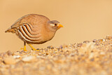 Image. Sand Partridge