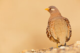 Image. Sand Partridge