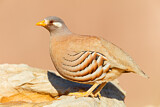 Image. Sand Partridge