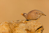 Image. Sand Partridge