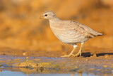 Image. Sand Partridge