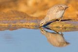 Image. Sand Partridge