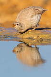 Image. Sand Partridge