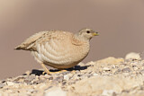 Image. Sand Partridge