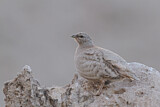 Image. Sand Partridge