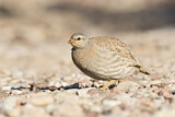Image. Sand Partridge