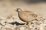Image. Sand Partridge