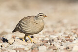 Image. Sand Partridge