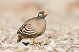 Image. Sand Partridge