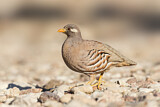 Image. Sand Partridge