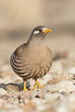 Image. Sand Partridge