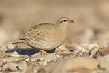 Image. Sand Partridge