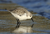 Image. Sanderling