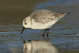 Image. Sanderling