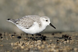 Image. Sanderling