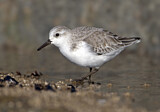 Image. Sanderling