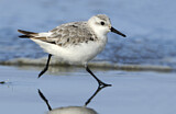 Image. Sanderling